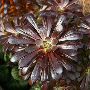 Aeonium arboreum 'Schwarzkopf'