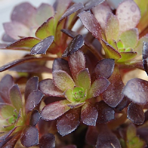 Aeonium arboreum 'Tip Top'