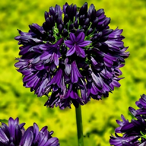 Agapanthus 'Black Jack'