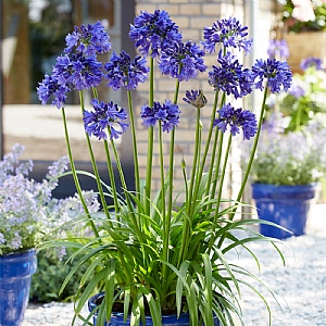 Agapanthus 'Blue Thunder' 