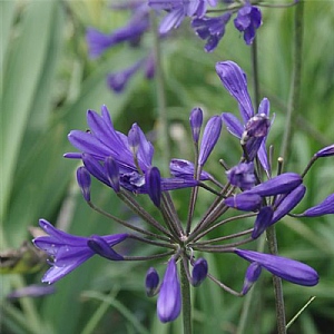 Agapanthus 'Brilliant Blue'