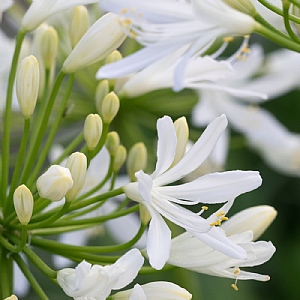 Agapanthus 'Bridal Bouquet'