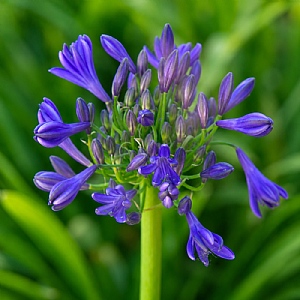 Agapanthus 'Carbonella'