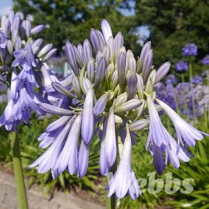 Agapanthus 'Celebration'