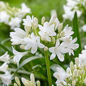 Agapanthus 'Ever White'