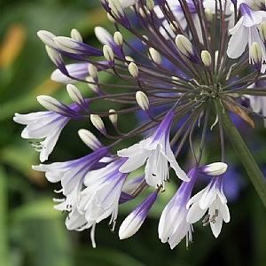 Agapanthus 'Fireworks'