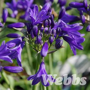 Agapanthus 'Flower of Love'