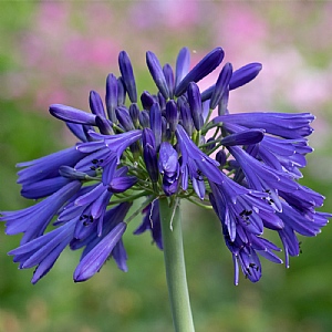 Agapanthus 'Hanneke'