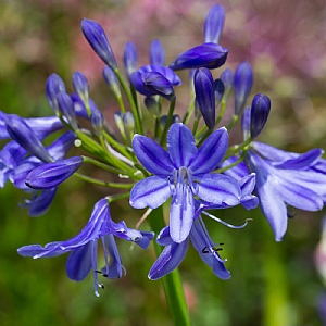 Agapanthus 'Lapis Lazuli'