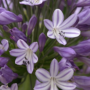 Agapanthus 'Megans Mauve'