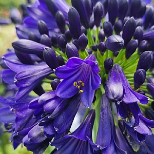 Agapanthus 'Midnight Sky'