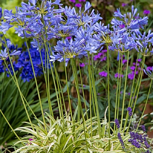 Agapanthus 'Neverland'