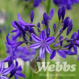 Agapanthus 'Northern Star'
