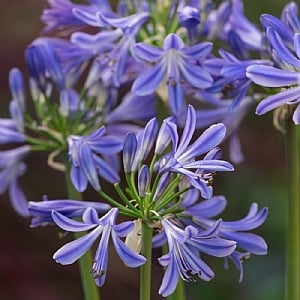 Agapanthus 'Charlotte' 