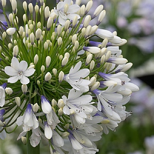 Agapanthus 'Queen Mum'