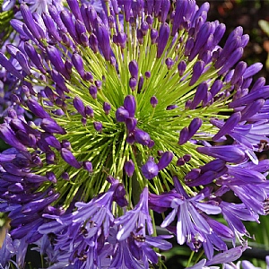 Agapanthus 'Regal Beauty'