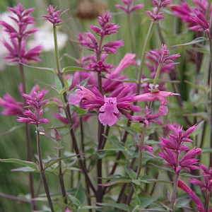 Agastache 'Rosie Posie'