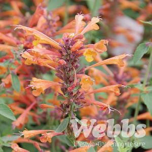 Agastache aurantiaca 'Apricot Sprite'