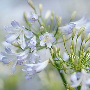 Agapanthus 'Silver Baby'