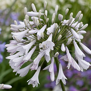 Agapanthus 'Windsor Grey'