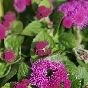 Ageratum 'Cushion Violet'