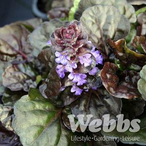 Ajuga reptans 'Black Scallop'