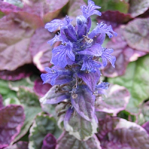 Ajuga reptans 'Burgundy Glow'