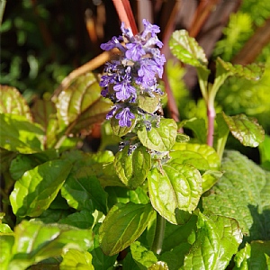 Ajuga 'Best Buddies Toffee'