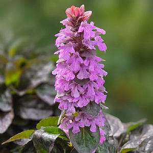 Ajuga reptans 'Midnight Mystery'