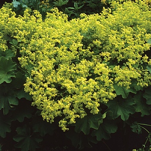 Alchemilla mollis 'Irish Silk'