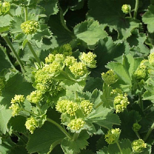 Alchemilla mollis
