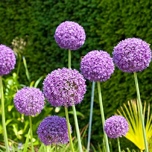 Allium 'Ambassador'