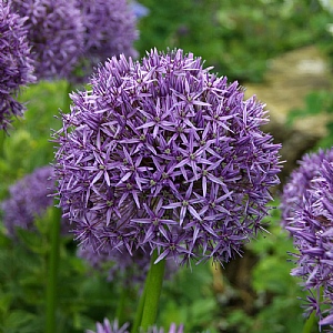 Allium 'Gladiator'