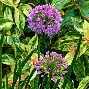 Allium 'Millennium'