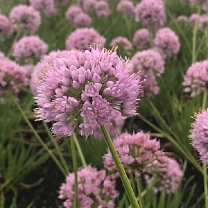 Allium 'In Orbit'