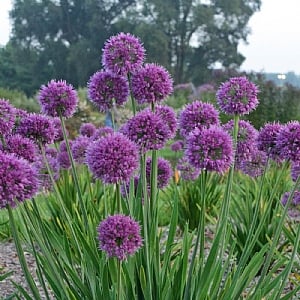 Allium 'Lavender Bubbles'