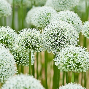 Allium 'Mount Everest'