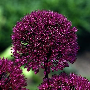 Allium 'Ostara'