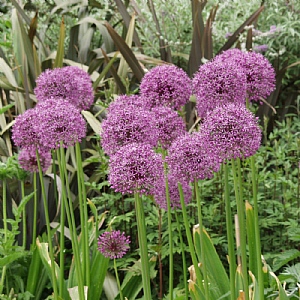 Allium hollandicum 'Purple Sensation'