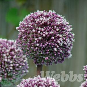 Allium 'Summer Drummer'