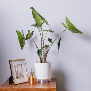 Elephant Ear (Alocasia zebrina)