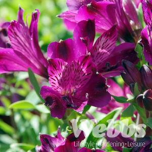 Alstroemeria 'Inca Battle'