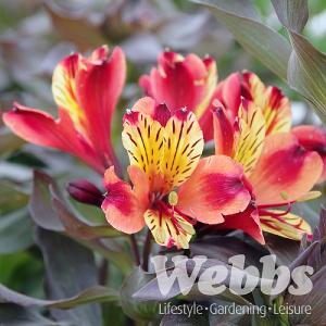 Alstroemeria 'Indian Summer'