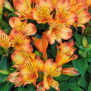 Alstroemeria 'Inticancha Bryce'
