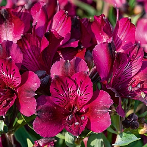 Alstroemeria Inticancha Dark Purple
