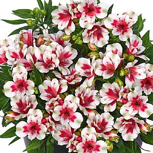 Alstroemeria 'Inticancha Maya'