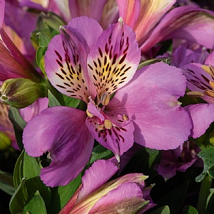 Alstroemeria 'Inticancha Navayo'