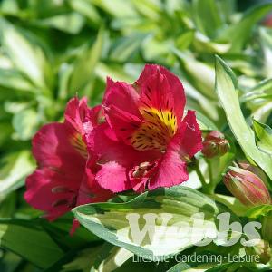 Alstroemeria 'Little Miss Zoe'