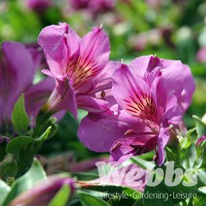 Alstroemeria 'Princess Lilian'