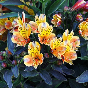 Alstroemeria 'Summer Breeze'